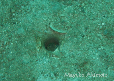 e0027447_1715533.jpg