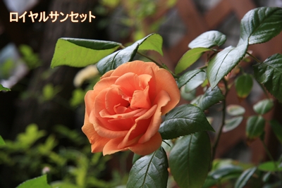 d0054461_8375080.jpg