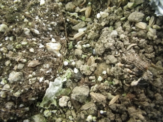 f0055264_23323540.jpg