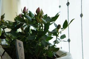 c0139765_9293869.jpg
