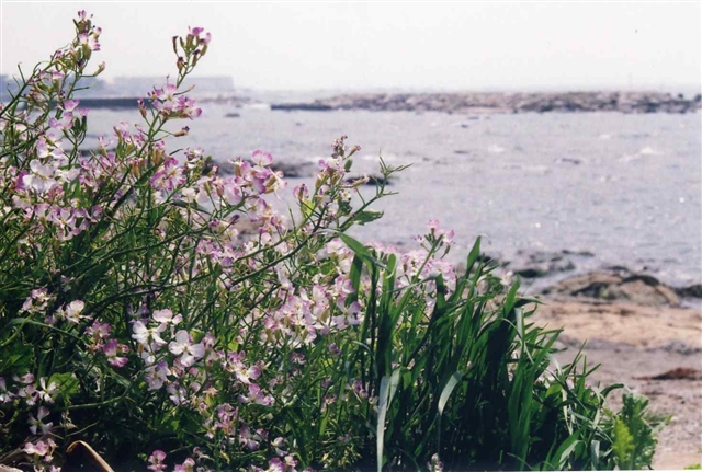 c0082066_20442523.jpg