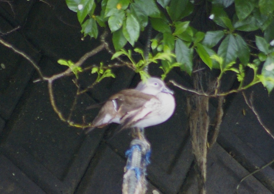e0197884_190132.jpg
