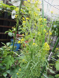 f0085291_1631186.jpg