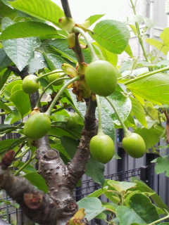 f0085291_1633481.jpg