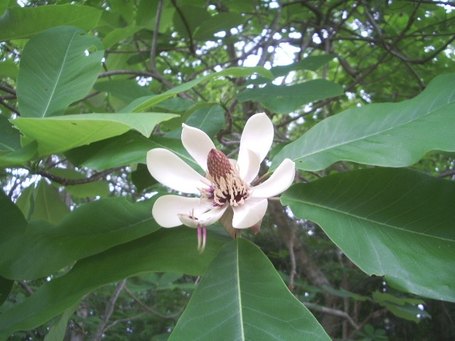 e0025300_1334575.jpg