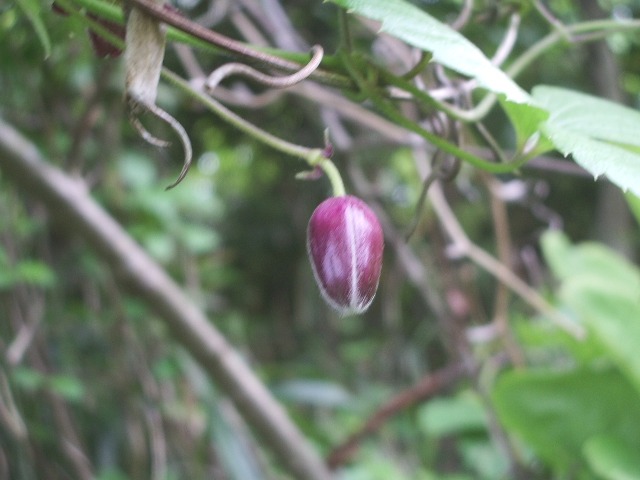 e0025300_139295.jpg