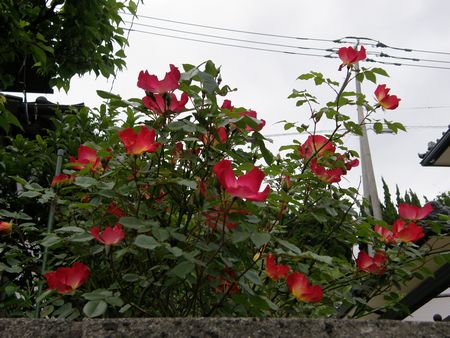 b0061107_1571053.jpg