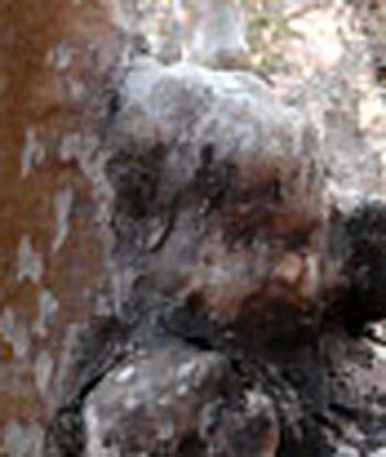 e0103408_9251290.jpg
