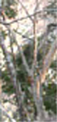 e0103408_9365556.jpg