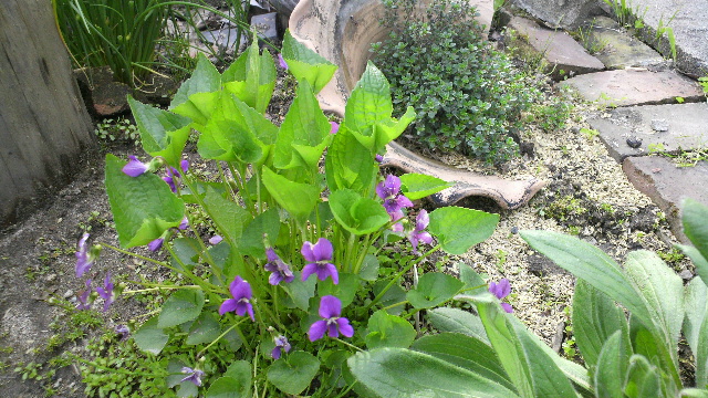 b0035611_19503956.jpg