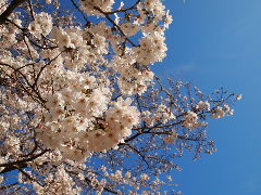 a0157619_0113031.jpg