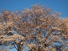 a0157619_0114880.jpg