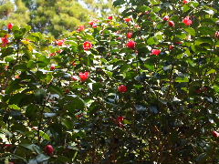 a0157619_2138167.jpg