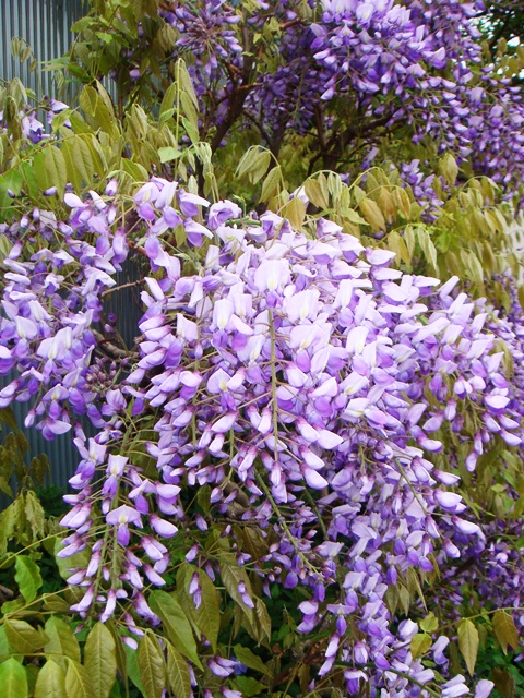 c0219220_17443074.jpg