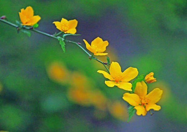 c0104227_951428.jpg