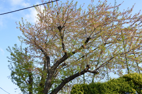 d0156438_0512326.jpg