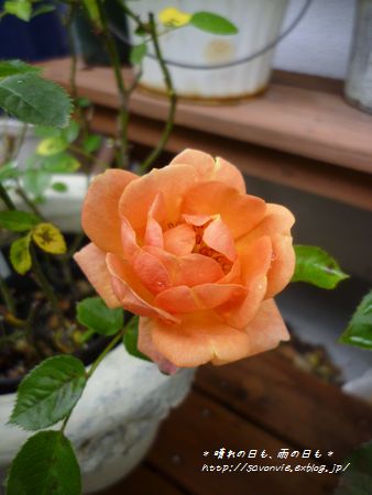 c0193639_10114157.jpg