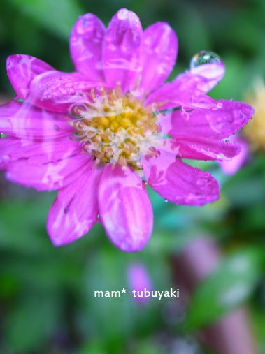 e0081339_21181652.jpg