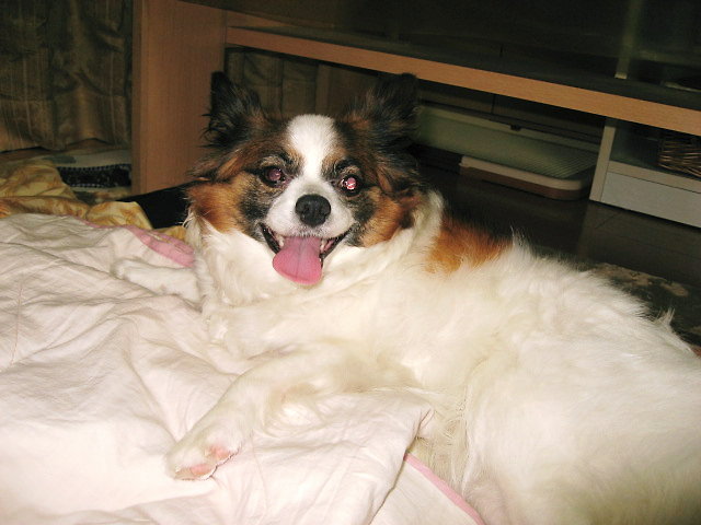 a0149240_9455618.jpg