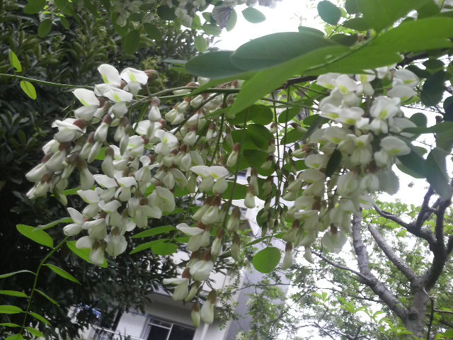 b0061261_20332344.jpg