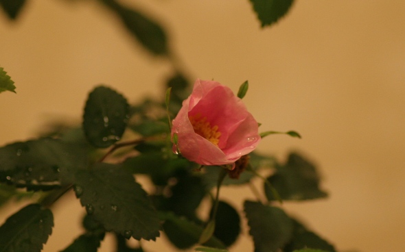 c0186463_185126.jpg