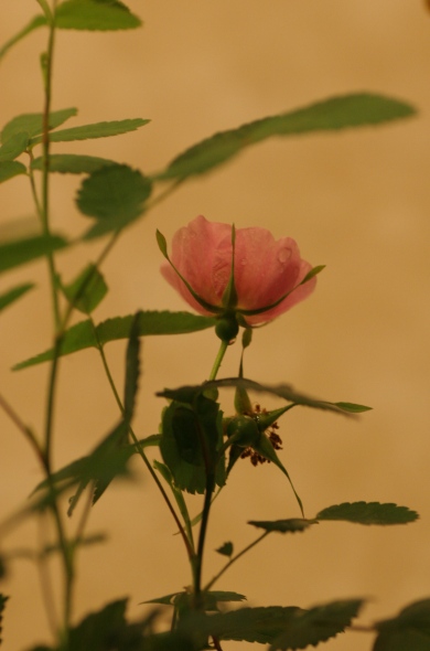 c0186463_1875629.jpg