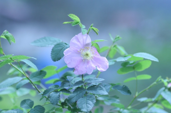 c0186463_1883451.jpg