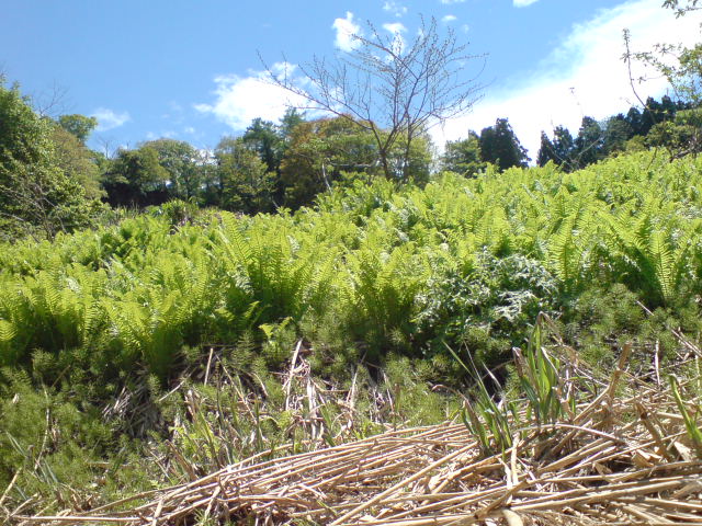 d0182179_17133944.jpg