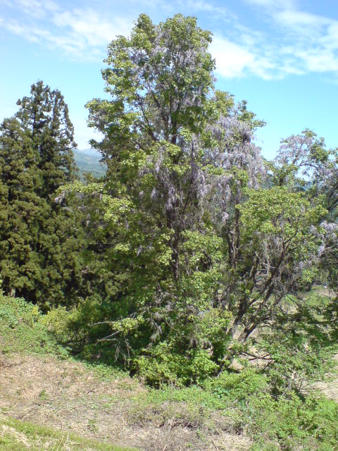 d0182179_17151644.jpg