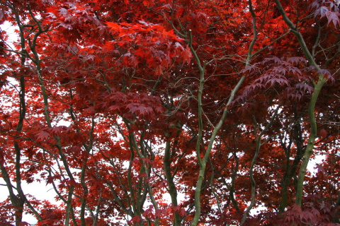 d0129786_1551455.jpg