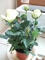 a0079990_23434172.jpg
