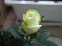 a0079990_23485410.jpg