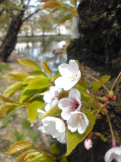 c0034396_14385560.jpg