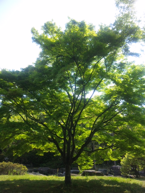 f0153998_0521990.jpg