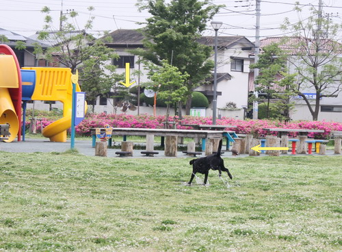 c0101713_1332295.jpg
