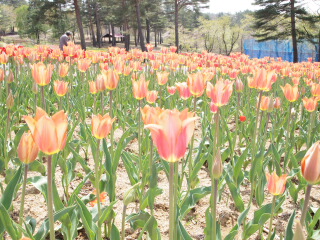d0068023_12393560.jpg
