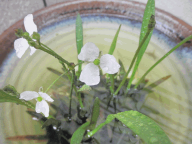 c0136736_18441179.gif