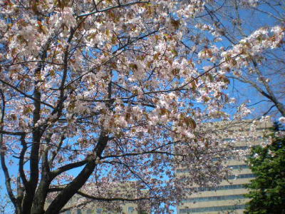 b0001440_11182789.jpg