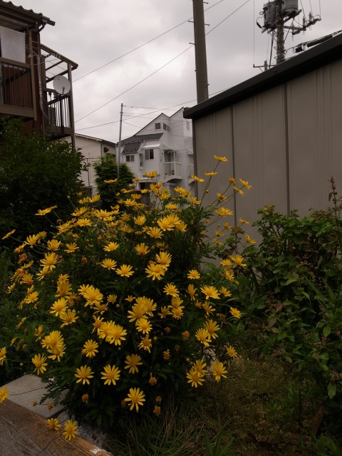 a0087341_0415141.jpg