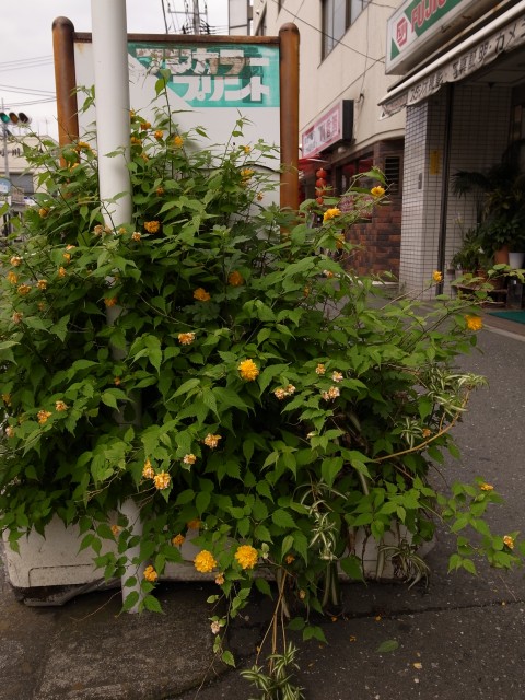 a0087341_042985.jpg