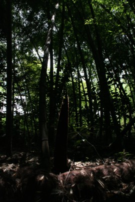 e0159349_1350074.jpg
