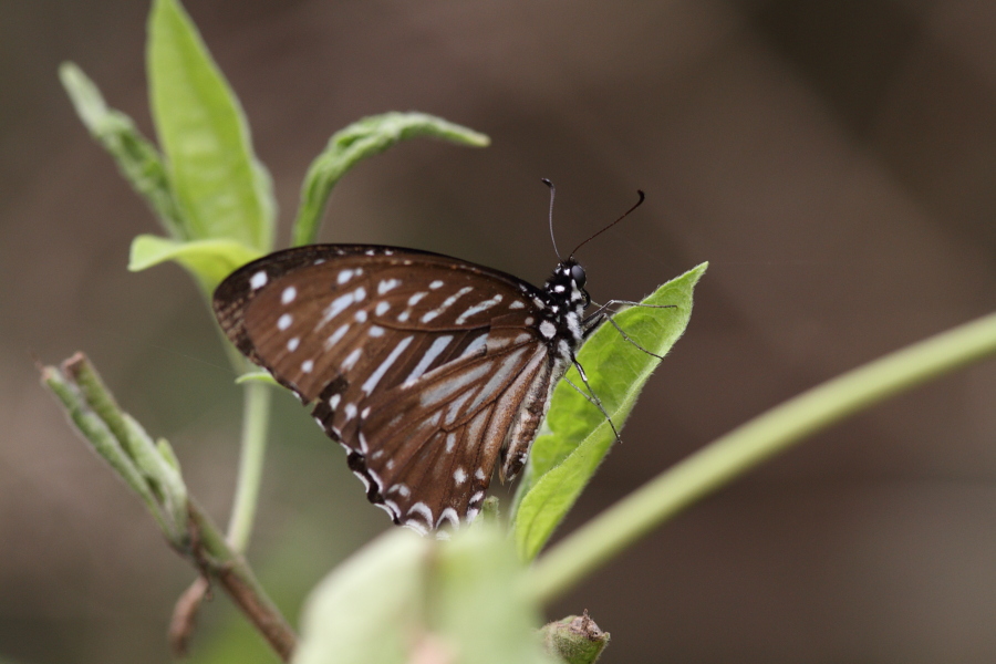 a0094850_10203543.jpg