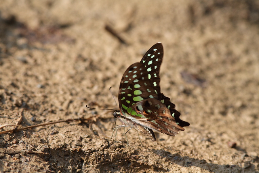 a0094850_9371871.jpg