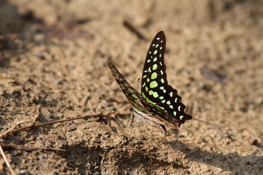 a0094850_9373667.jpg
