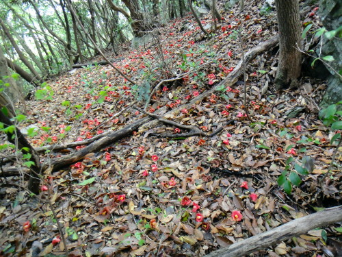 c0179351_19145616.jpg