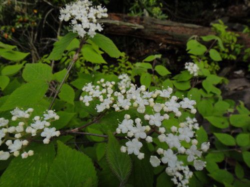 c0179351_19163735.jpg
