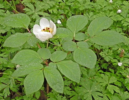 a0001354_21552928.jpg