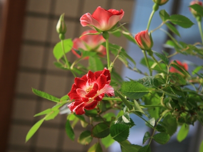 d0054461_1749547.jpg