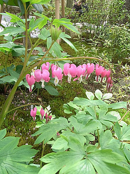 e0153367_8581092.jpg