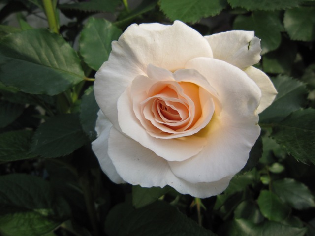 c0202870_2256512.jpg